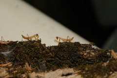 Mantis religiosa