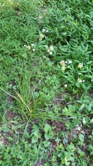 Allium canadense canadense