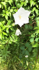 Platycodon grandiflorus