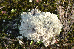 Pulchrocladia ferdinandii