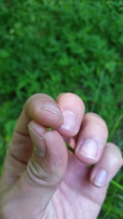 Allium canadense canadense