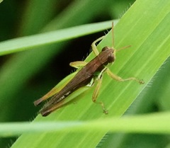 Spathosternum prasiniferum