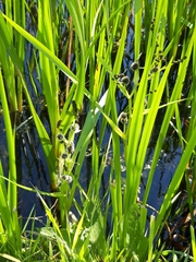 Sparganium erectum