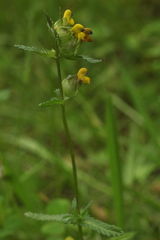 Rhinanthus fallax