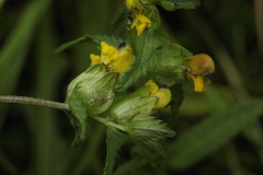 Rhinanthus fallax