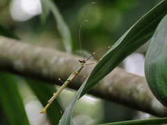 Paradiacantha acanthocephala
