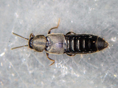 Aleochara punctatella