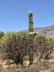 Cylindropuntia thurberi versicolor