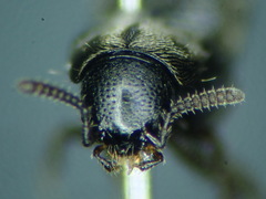 Aleochara punctatella