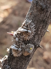 Aspidoproctus