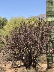 Cylindropuntia thurberi versicolor