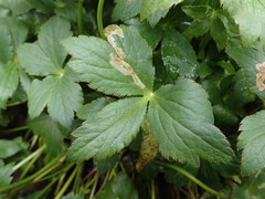 Phytomyza astrantiae