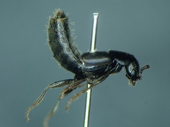 Aleochara punctatella