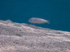 Iniistius pentadactylus