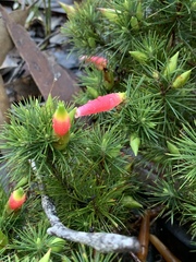 Stenanthera pinifolia