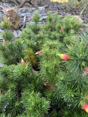 Stenanthera pinifolia