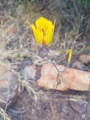 Calochortus weedii