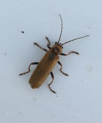 Cantharis figurata