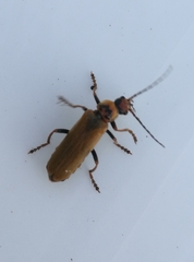 Cantharis figurata