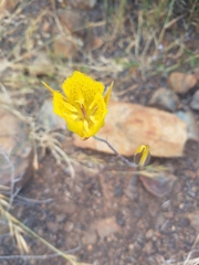 Calochortus weedii