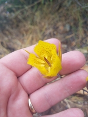 Calochortus weedii