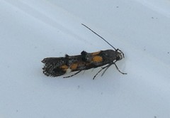 Mompha raschkiella