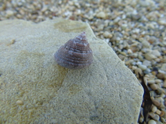 Steromphala albida