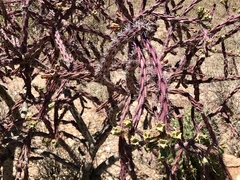 Cylindropuntia thurberi versicolor