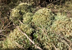 Pulchrocladia corallaizon