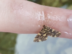 Piletocera luteosignata