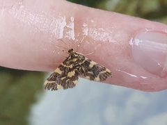Piletocera luteosignata