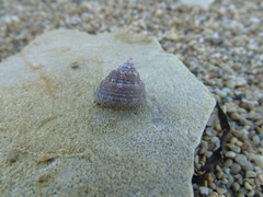 Steromphala albida