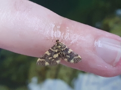 Piletocera luteosignata