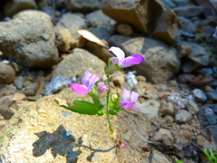 Collinsia