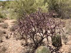 Cylindropuntia thurberi versicolor