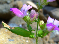 Collinsia