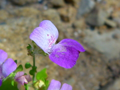Collinsia