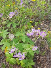 Geranium platyanthum