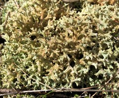 Pulchrocladia corallaizon