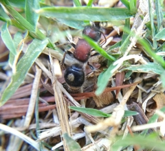 Sigilla dorsata