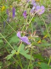Geranium platyanthum