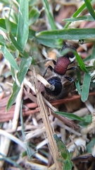 Sigilla dorsata