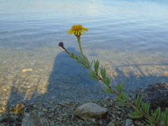 Limbarda crithmoides longifolia