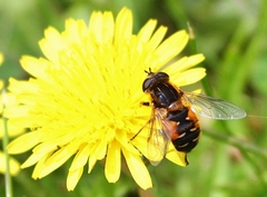 Helophilus lapponicus