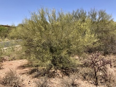 Parkinsonia microphylla