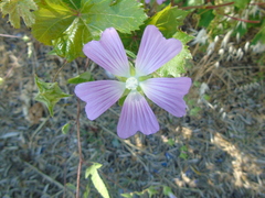 Malva unguiculata