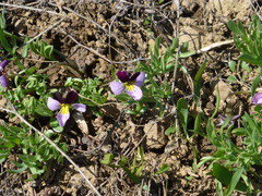 Viola beckwithii