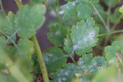 Erysiphe macleayae
