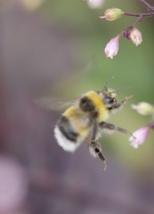 Bombus cryptarum