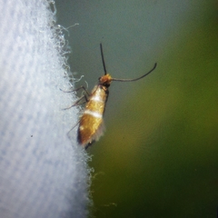 Micropterix aruncella